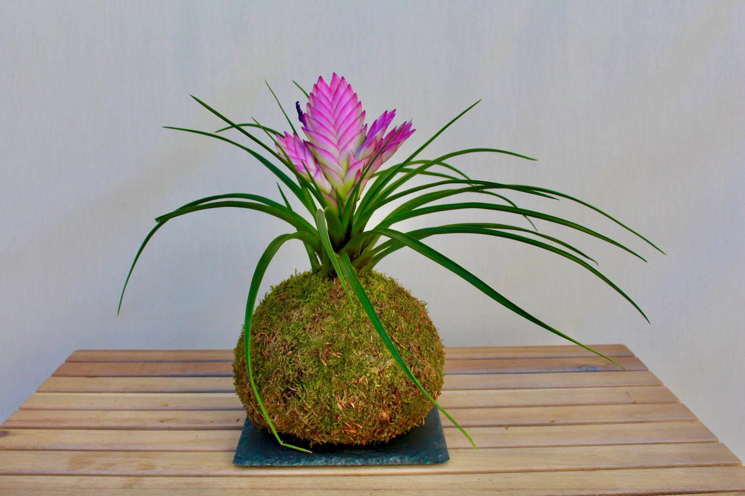 Kokedama Hanami piña