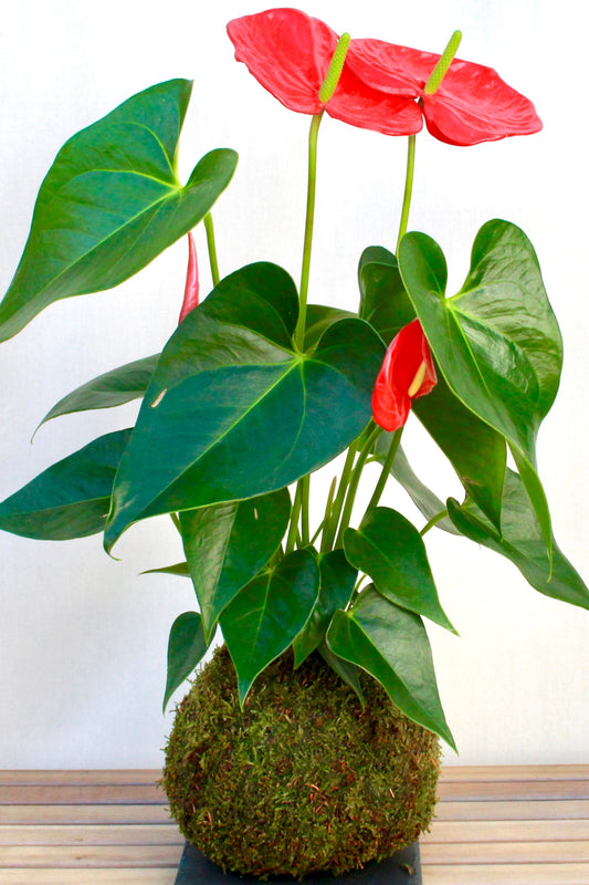 KOKEDAMA ANTHURIUM