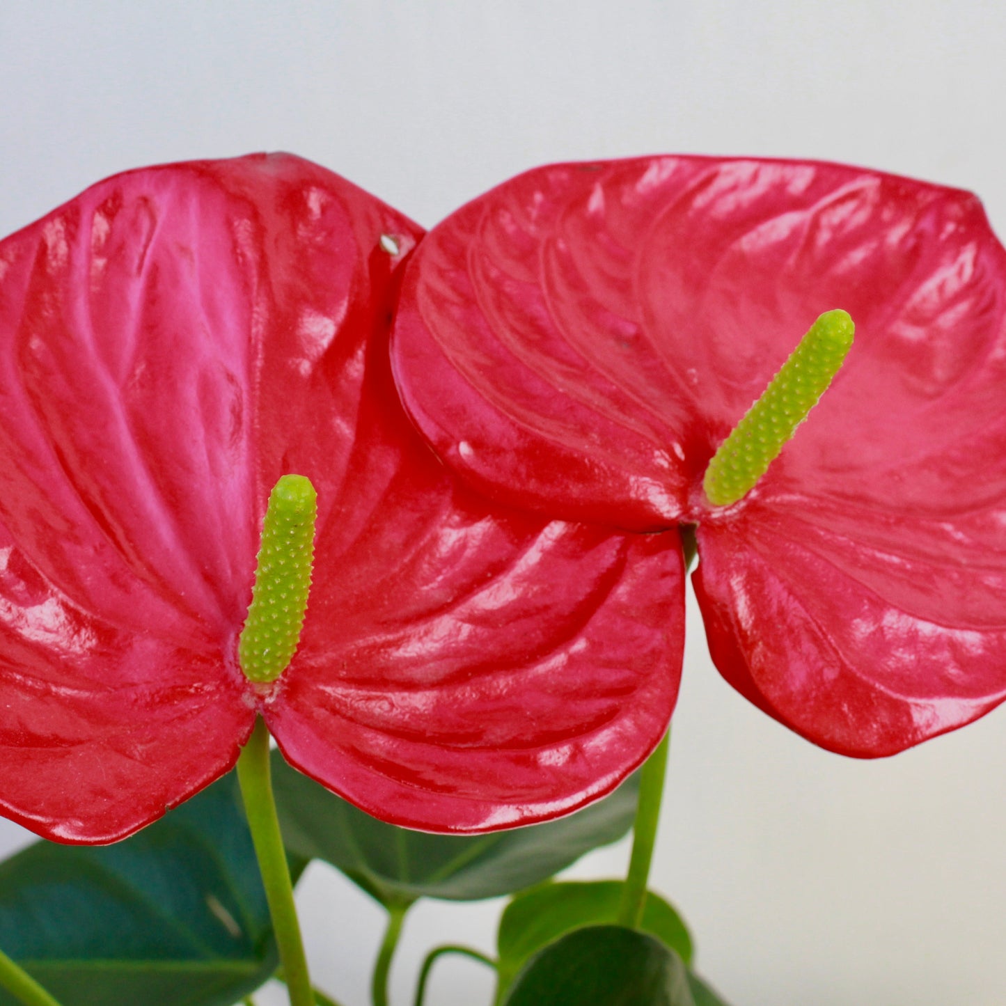 KOKEDAMA ANTHURIUM