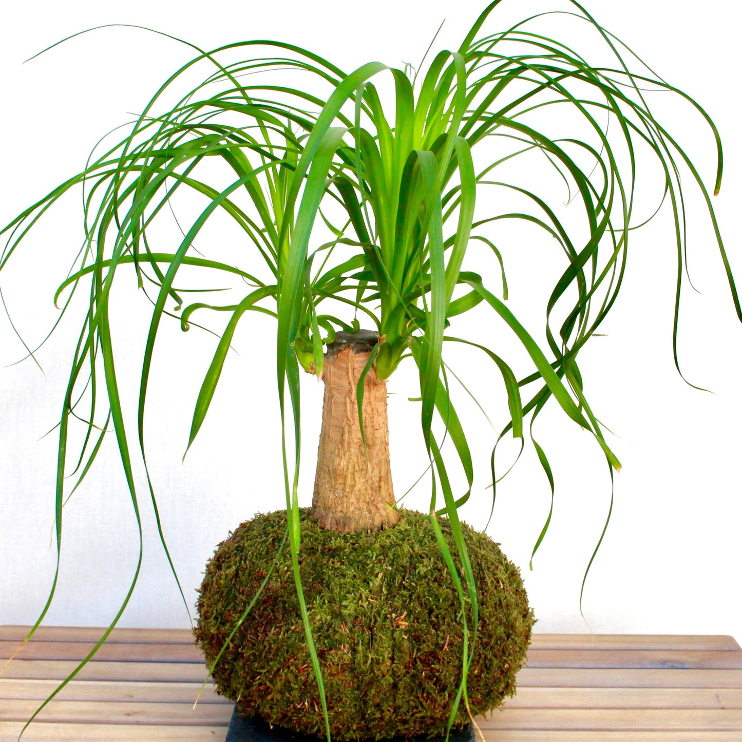 KOKEDAMA BEAUCARNEA