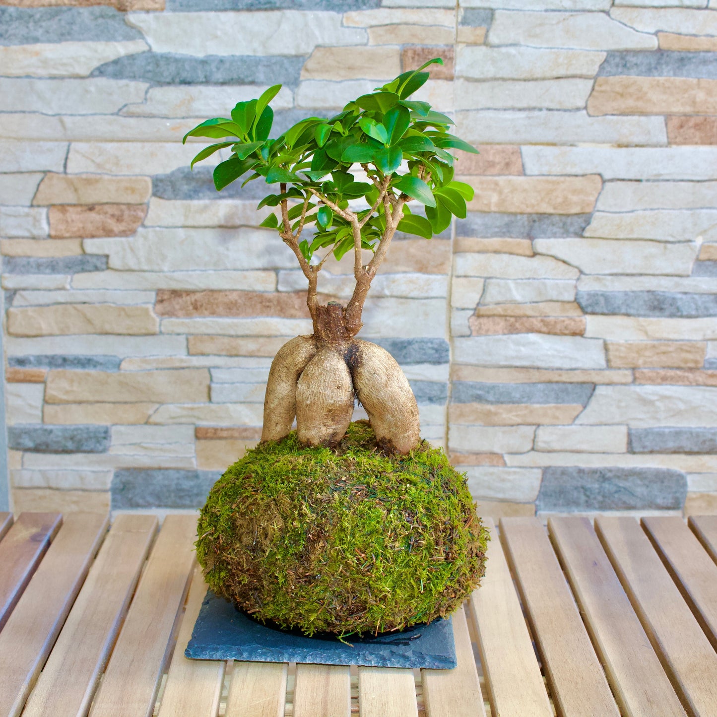 KOKEDAMA FICUS GINSENG