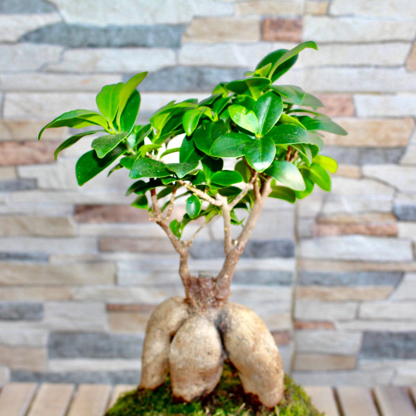 KOKEDAMA FICUS GINSENG