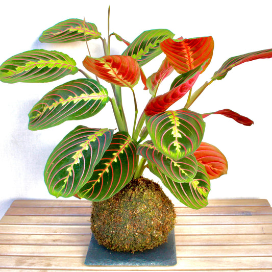 KOKEDAMA MARANTA