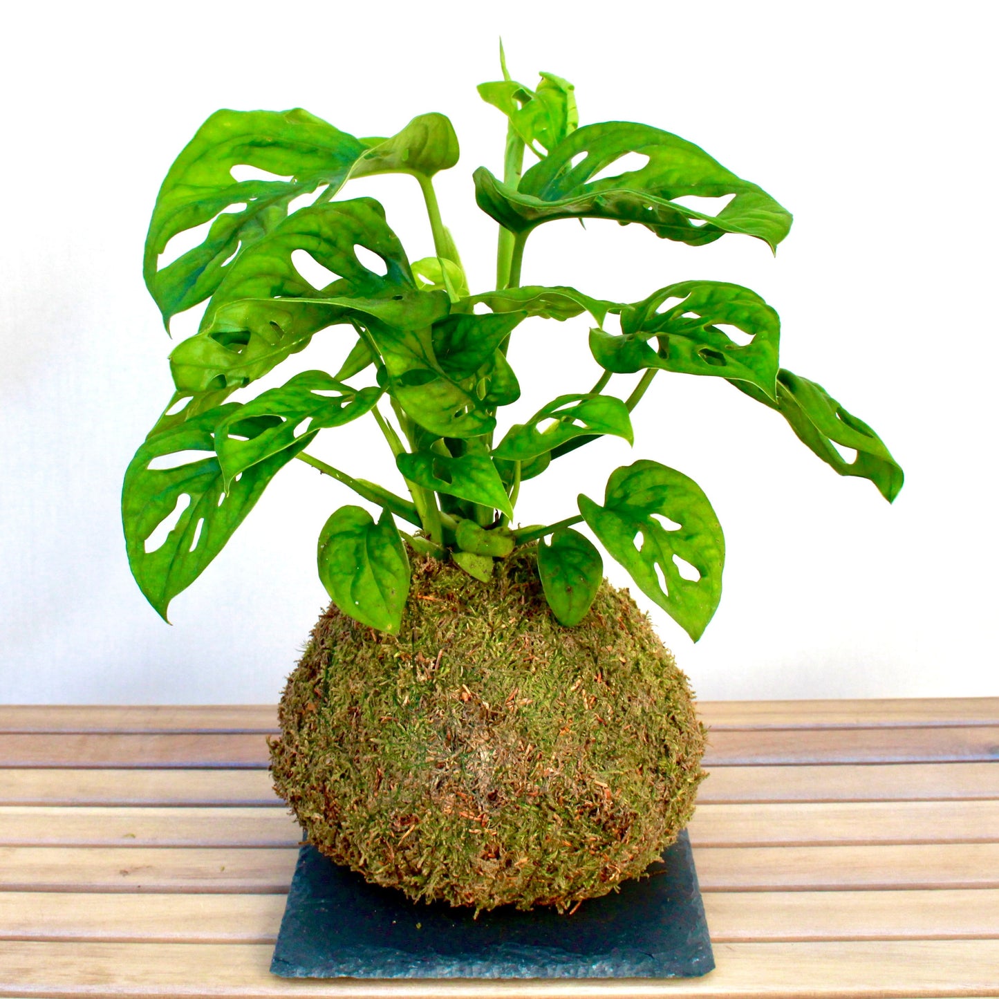 KOKEDAMA MONSTERA MONKEY