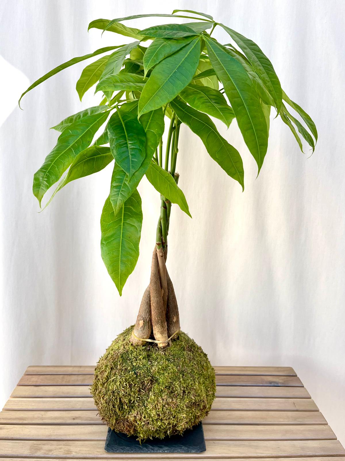 KOKEDAMA PACHIRA