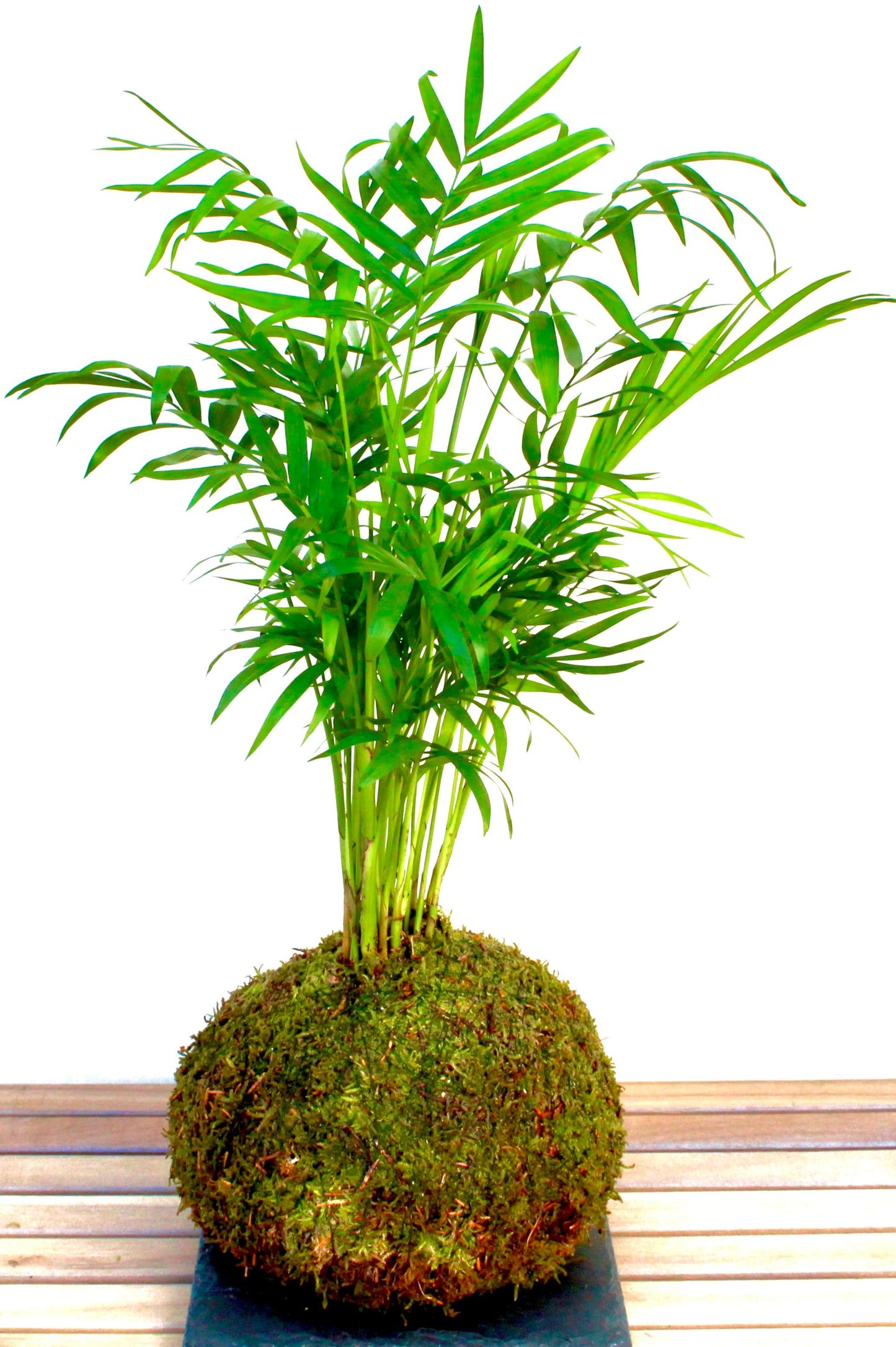 KOKEDAMA PALMERA