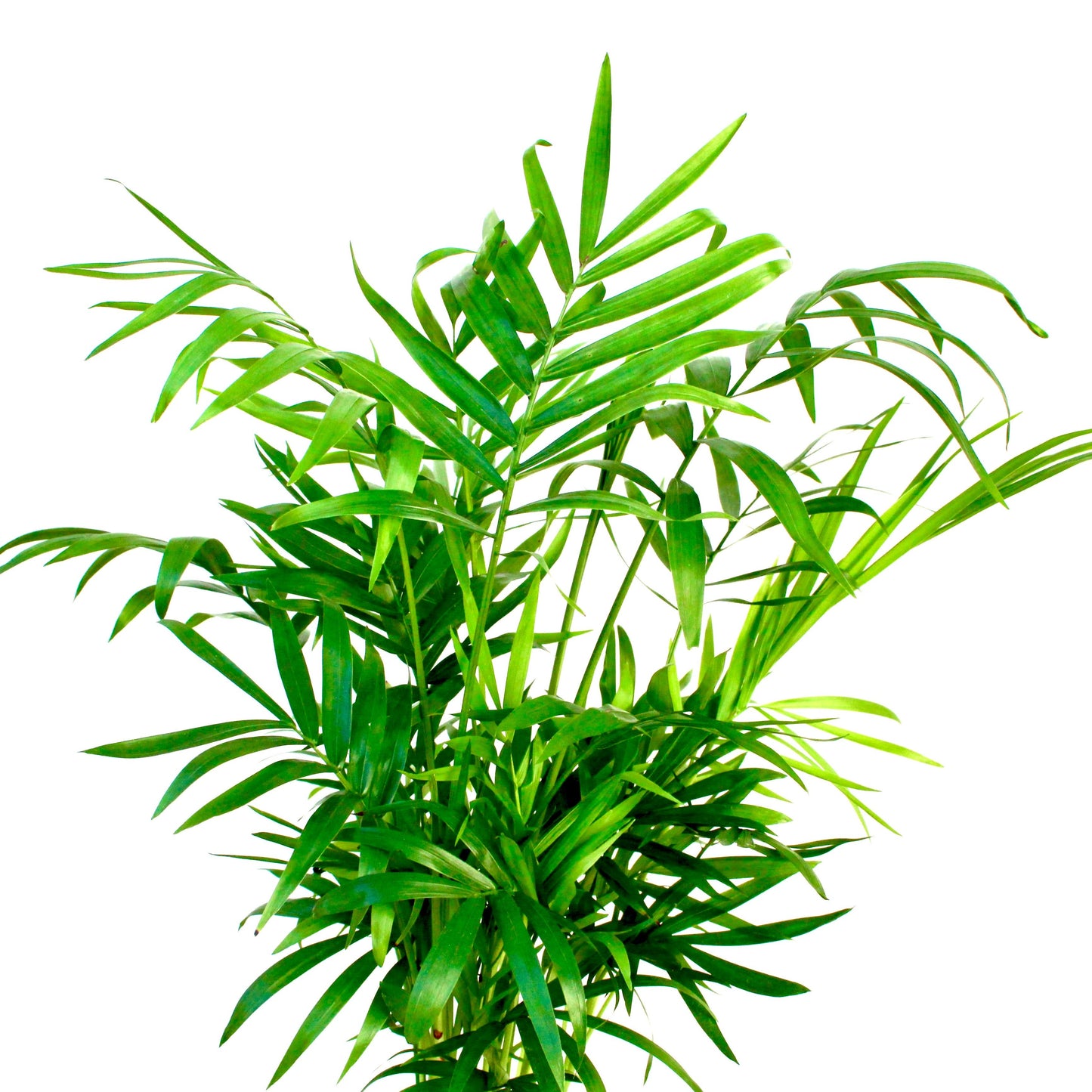 KOKEDAMA PALMERA