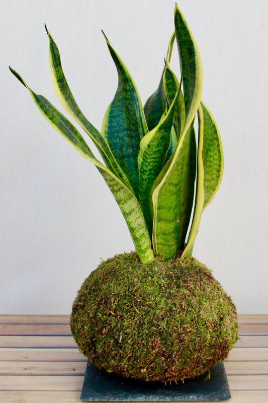 KOKEDAMA SANSEVIERIA