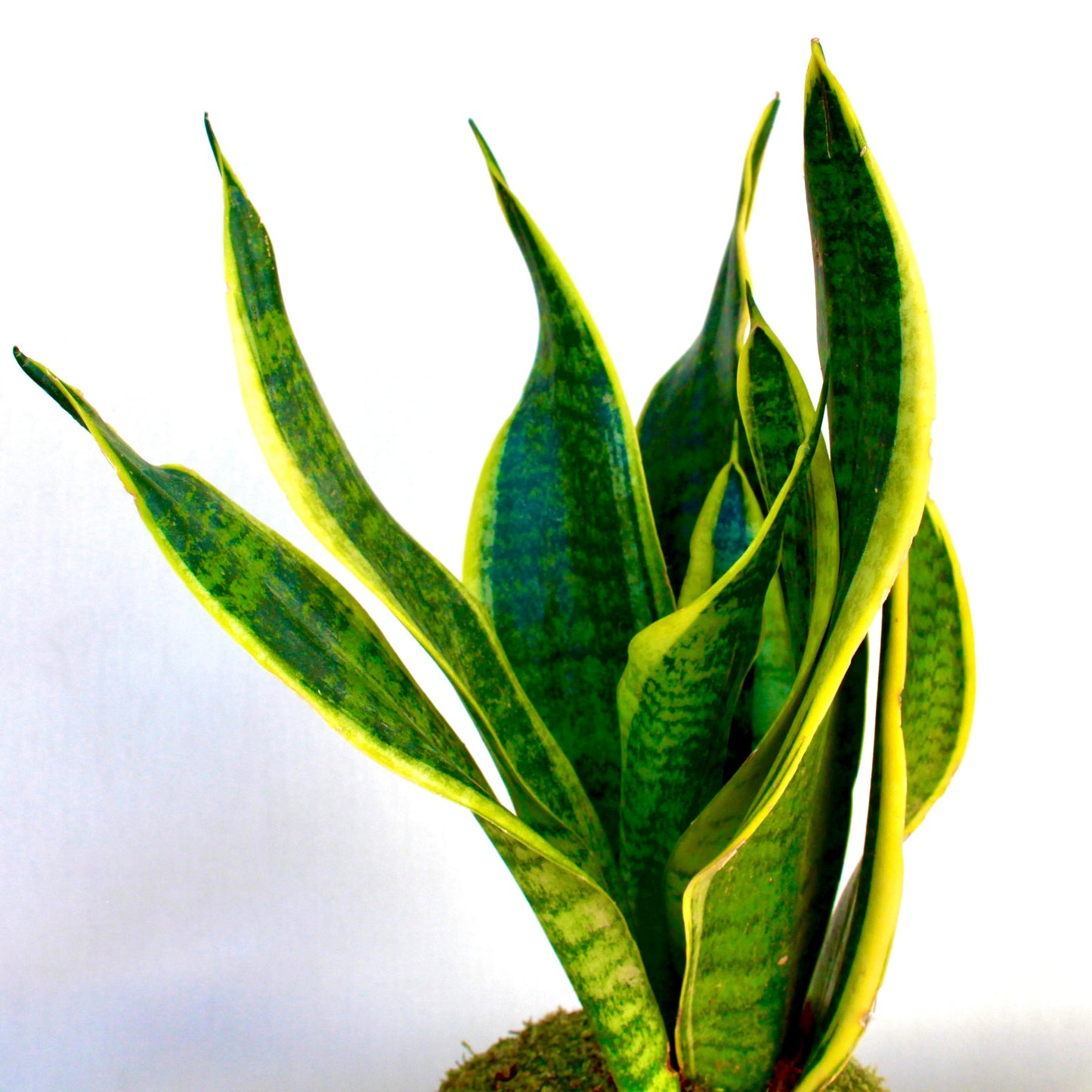 KOKEDAMA SANSEVIERIA