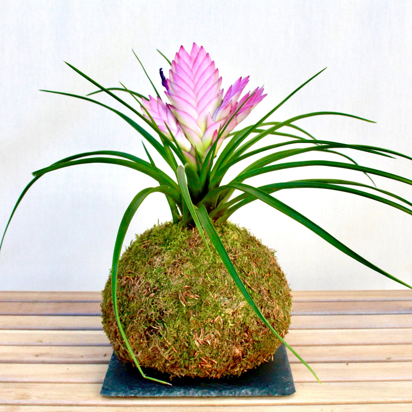 KOKEDEMA TILLANDSIA ROSA