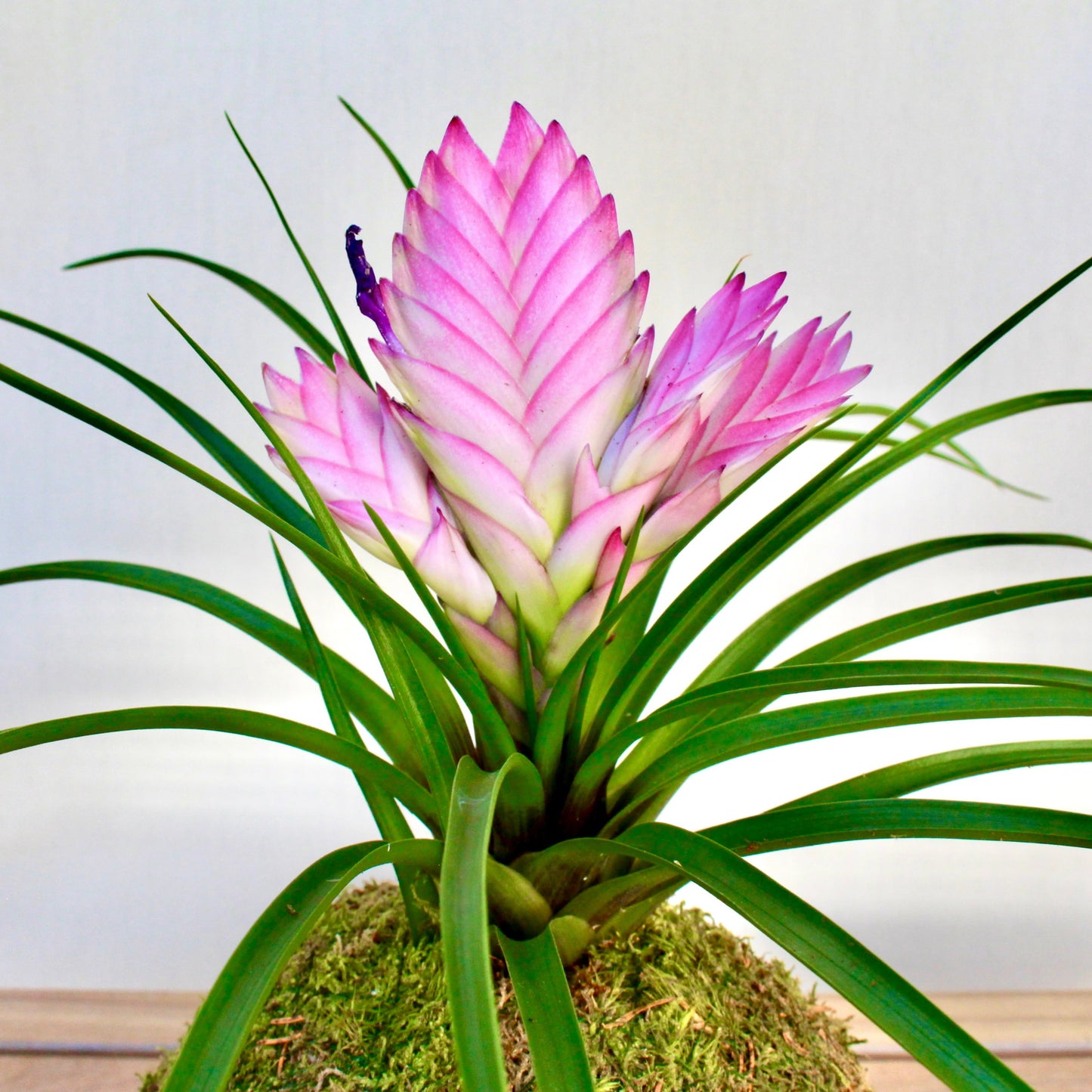 KOKEDEMA TILLANDSIA ROSA